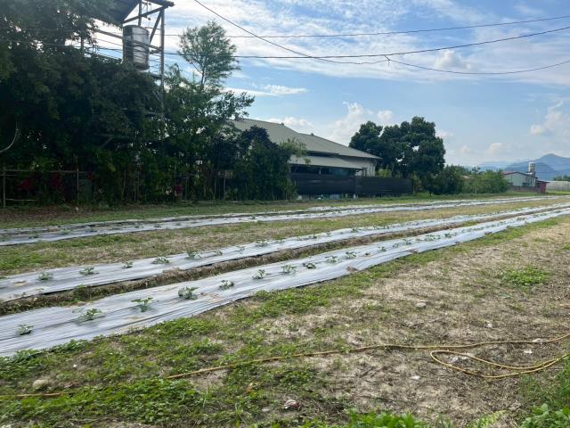 埔里農地-8