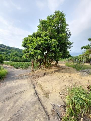 高雄燕巢農地-1