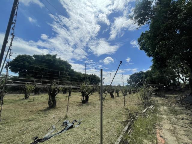 高雄燕巢農地-10