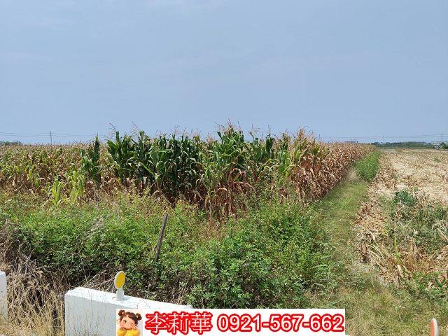 台南佳里農地-4
