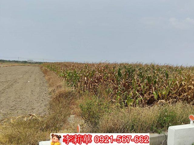 台南佳里農地-7