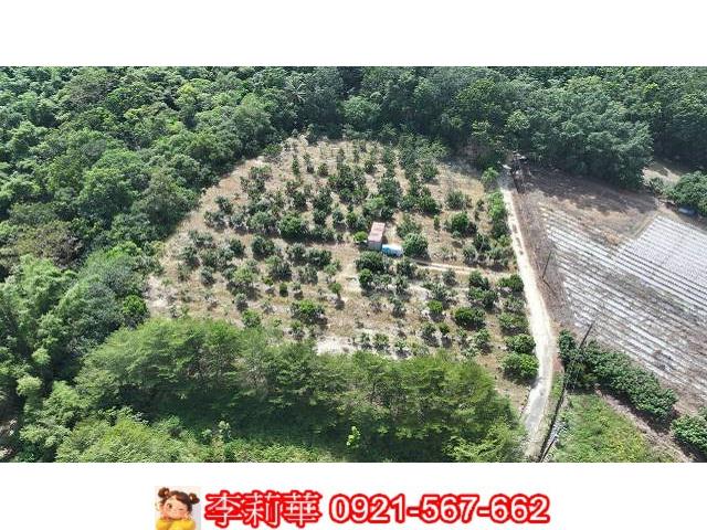 新市雙路香蕉農