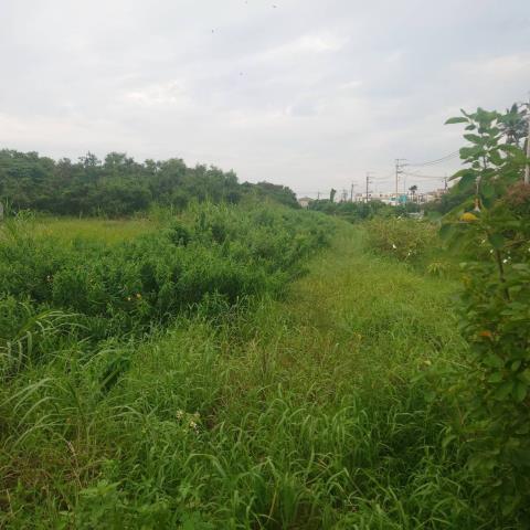 台南學甲農地-3