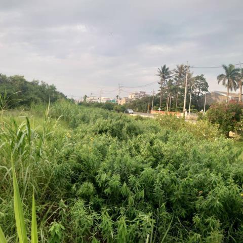 台南學甲農地-4