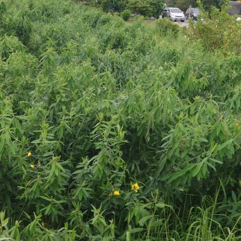 台南學甲農地-5