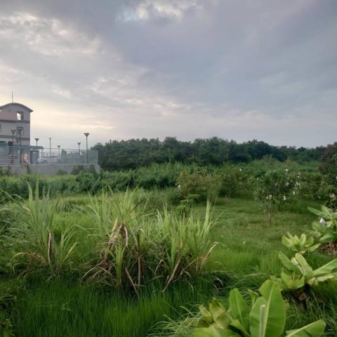 台南學甲農地-7
