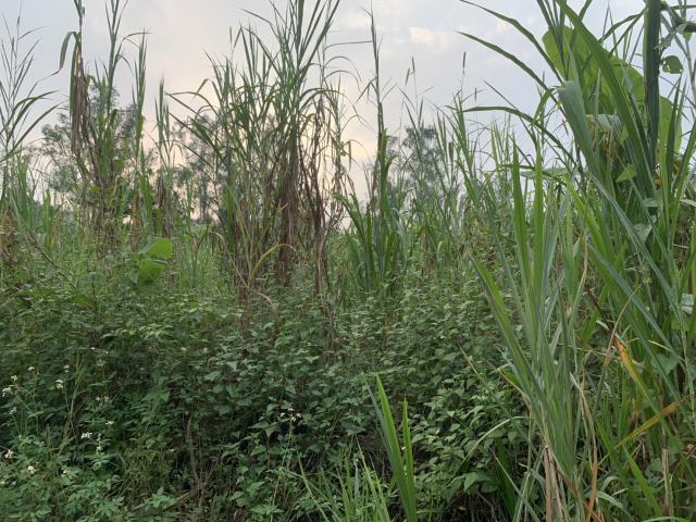 高雄內門農地-2