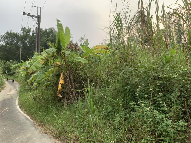 高雄內門農地-4