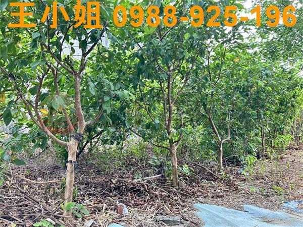 桃園大園農地-9