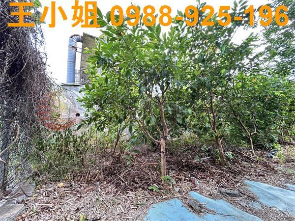 桃園大園農地-10