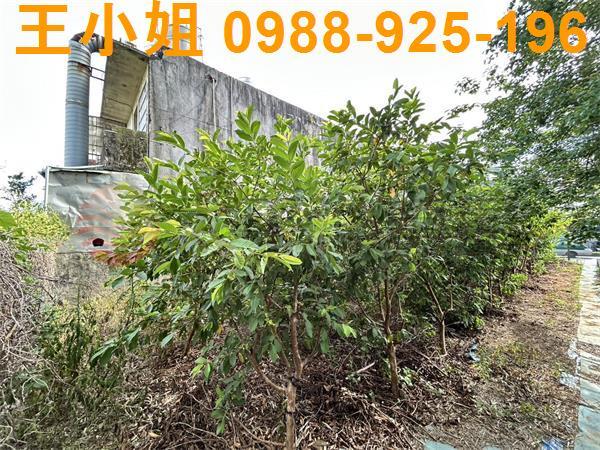 桃園大園農地-6