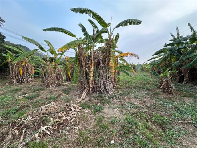 高雄岡山農地-1