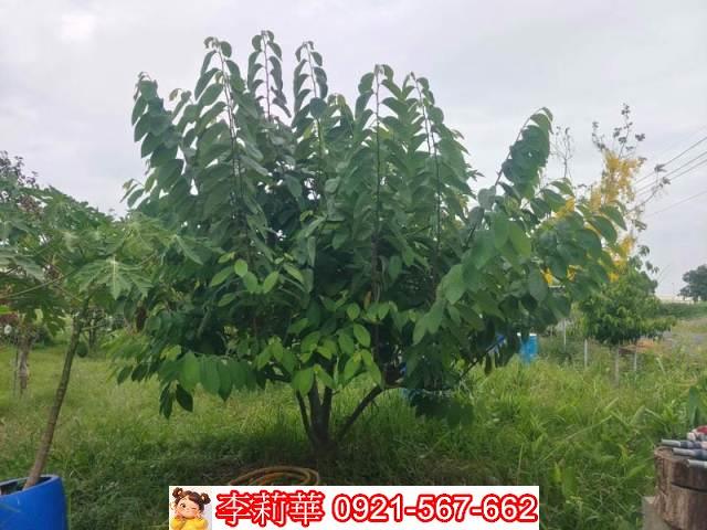 台南安定農地-6