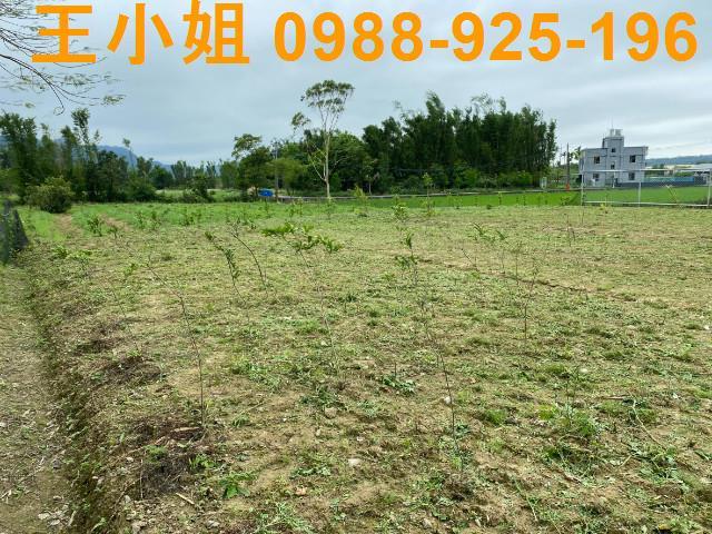 新屋大馬路農地