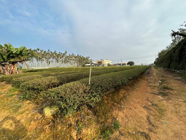 南投名間農地-4