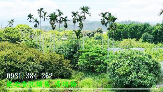 大內區牛奶果園大農地