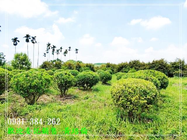 H。蝸牛居黃培倫