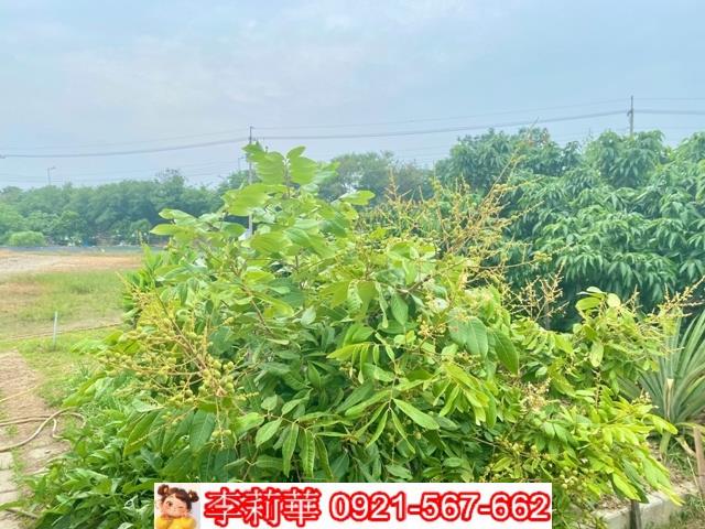 台南安南農地-6