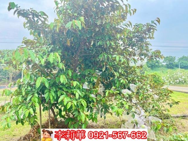 台南安南農地-7