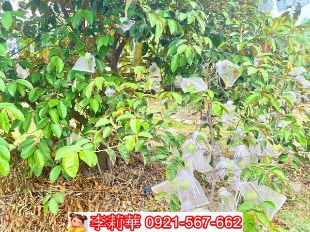 台南安南農地-8