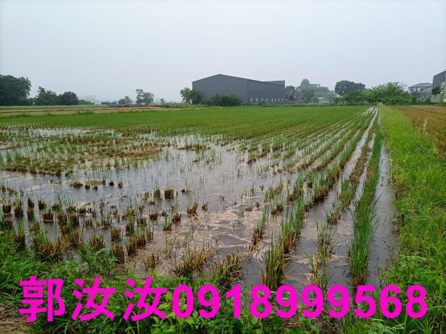 歸仁農地-8