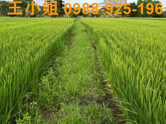 桃園桃園區農地-1