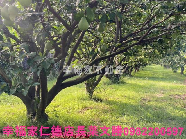 麻豆農地-13