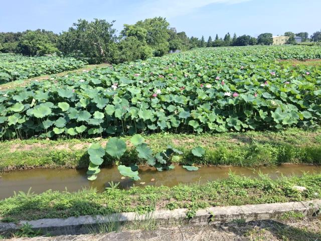 桃園觀音農地-4