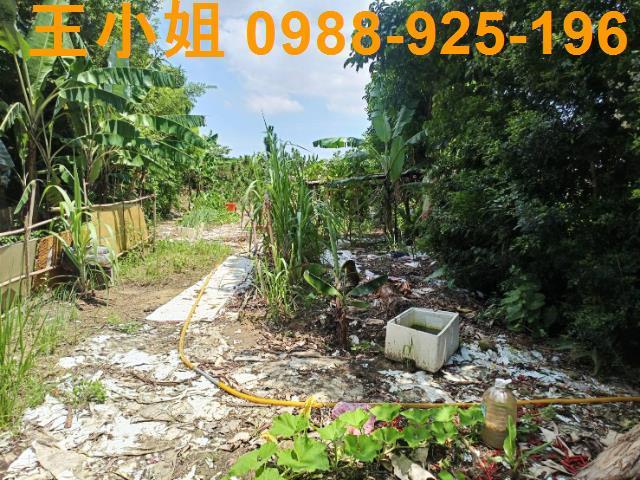 龍潭區三和國小旁農地茶園出售4606坪全區最低價投資自用棒