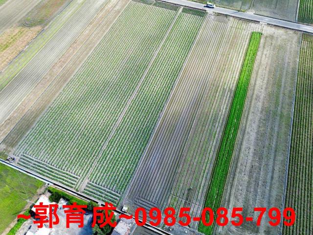 雲林水林農地-5