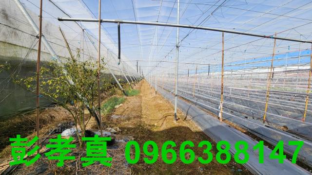 台中新社農地-14