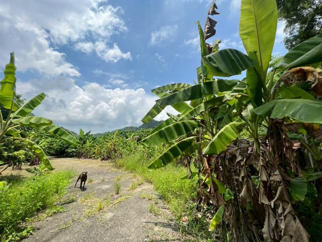 高雄內門農地-2