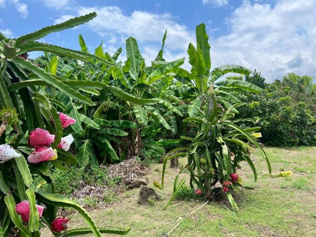 高雄內門農地-4