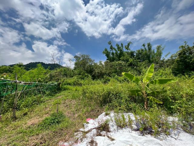 高雄內門農地-8