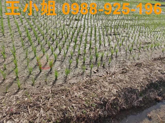 觀音正66雙面路便宜農地