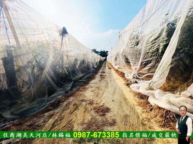 台南玉井農地-6