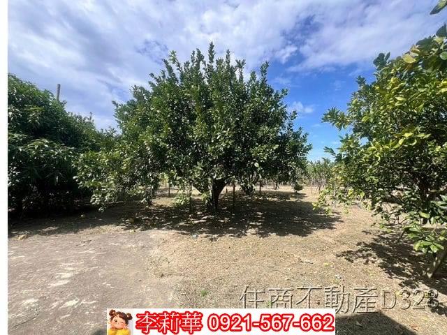 台南麻豆農地-9