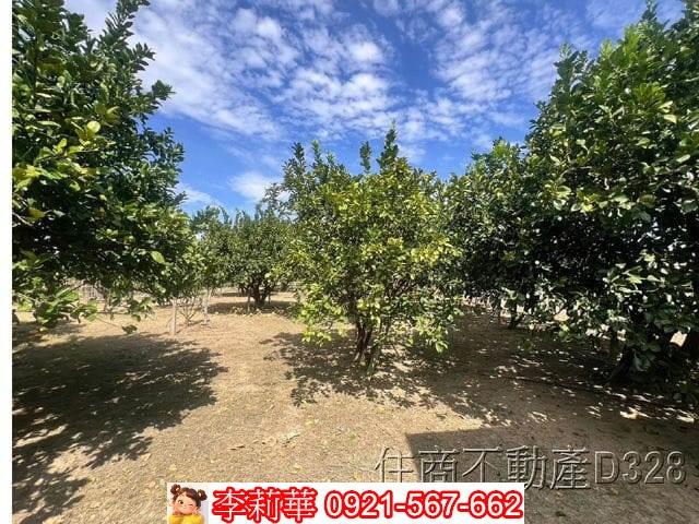 台南麻豆農地-10