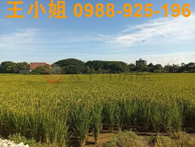 桃園大園農地-3