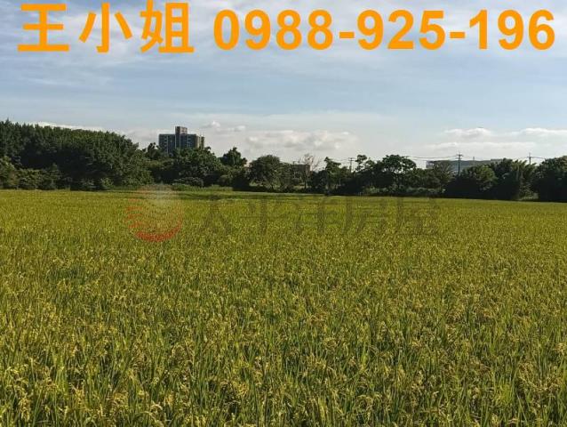 桃園大園農地-4