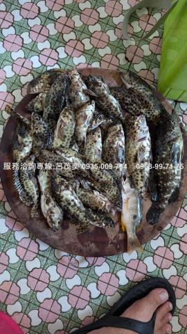 澎湖白沙農地-8