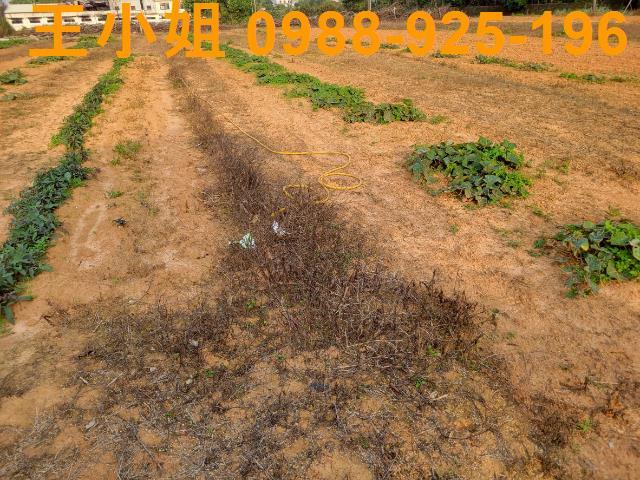 桃園中壢農地-2