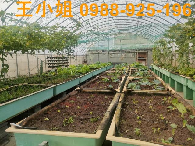 桃園中壢農地-11