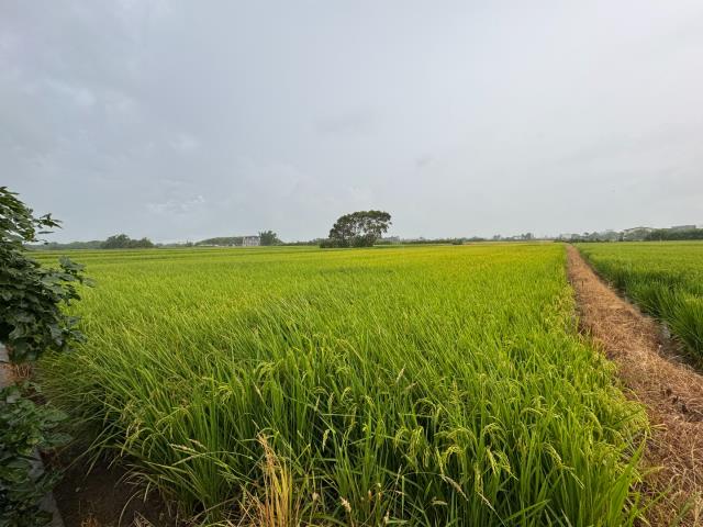 桃園新屋農地-2