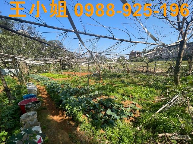 桃園中壢農地-6