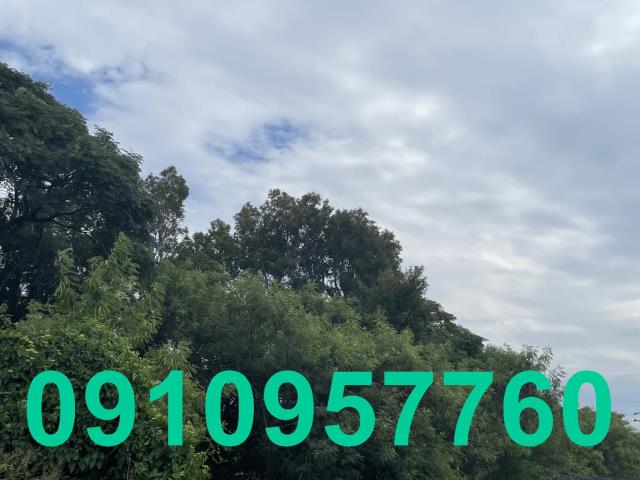 桃園新屋農地-1