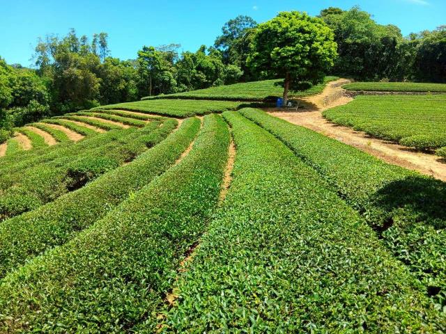 海湖工業區稀有小坪數工業地釋出