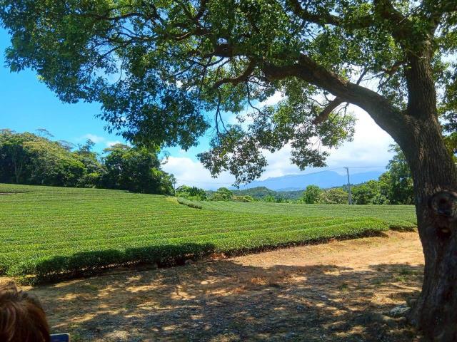 桃園龍潭農地-1