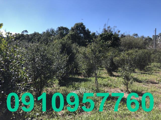 桃園市區都內農