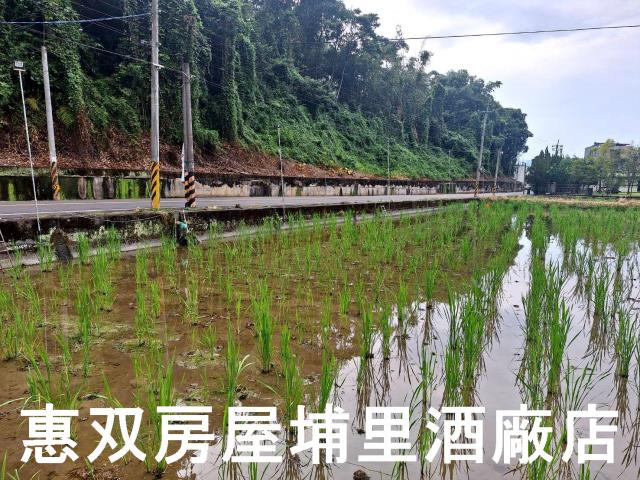 南投埔里農地-3